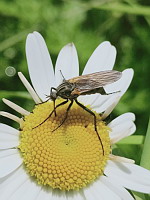 Empis marquete - Empis tessellata (ph. Mrugala F., Affoux, 05-2024)(2)